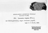 Lecanora chlarotera image